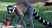 Ze zoo uprchl lemur, pobíhá v ulicích Ostravy. Nikdo na něj nesmí sahat