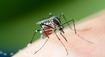 Evropou se šíří exotický virus. Objevil se už i v sousední zemi