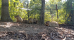 V brněnské zoo se narodilo pět kapybar. Roztomilí hlodavci se už předvádí ve výběhu