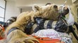 GALERIE: Unikátní operace medvěda - 7