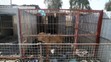 V mosulské ZOO v Iráku přežil jen lev a medvěd - 1