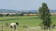 Koně Pancové a Kotta - 11