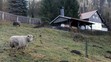 Chalupa zpěvačky Lucie Bílé - 3