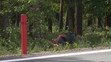 Smrtelná nehoda motorkáře u Býště - 3
