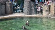 Cvičení lachtanů v ZOO Praha - 1