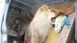 Muž pod vlivem drog převážel vycpaná zvířata bez povolení - 7