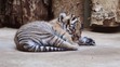 Mláďata tygra malajského v Zoo Praha - 12