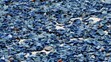 Modrý žahavec Velella velella (3)