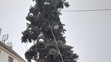 KŘIVÝ VÁNOČNÍ STROM - 2