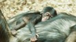 Mládě šimpanze v ostravské ZOO - 4