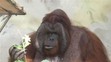 Orangutan Ňuňák