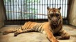 Nejhorší zoo na světě v indonéské Surabaye - 8