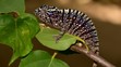 Voeltzkow's Chameleon - 1