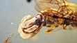 Sirenobethylus charybdis (1)