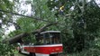 Spadlý strom - 17