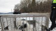 Göttingenské miniprasátko (3)