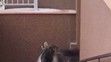 Tahr himálajský na Jesenicku