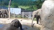 Sloni v pražské zoo - 6