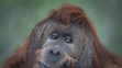 Orangutan Ferda
