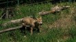 Vlk arktický v Zoo Brno