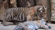 Mláďata tygra malajského v Zoo Praha - 11