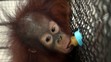 Nejhorší zoo na světě v indonéské Surabaye - 2