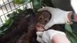 Samici orangutana s mládětem se podařilo útect před ohněm i vesničany - 2