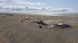 Velryby na Islandu - 2