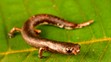 Mlok (Bolitoglossa sp.) žijící na stromech