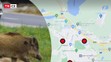 MAPA - Most - Výskyt divokých prasat