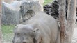 Jak se sloni v pražské zoo drbou - 2