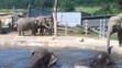 Sloni v pražské zoo - 7