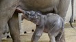 Slůně v pražské zoologické zahradě - 2