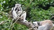 Krmení lemurů v ZOO Praha - 4