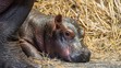zoo-dvur-hroch