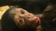 Mládě šimpanze v Plzeňské zoo (2)