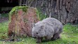 Vombat v pražské zoo