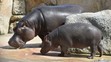 Krmení hrochů v ZOO Praha - 1