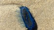 Modrý žahavec Velella velella (1)