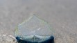 By-the-Wind Sailor (Velella Velella)