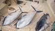Sea Shepherd versus velrybáři - 3