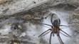 Tegenaria domestica