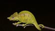 Voeltzkow's Chameleon - 2