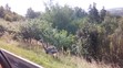 Pštros u dálnice D1 - 6