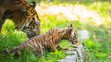 Tygři sumaterští ve vratislavské zoo (9)