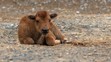 V brněnské zoo se narodil velbloudí kluk a bizoní holka - 1