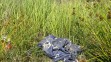 Na jihu Slovenska se utopila malá dívka (3)