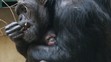 V Zoo Plzeň se narodilo mládě šimpanze - 1