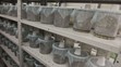 GALERIE: Tisíce nakažených komárů - 3