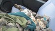 Povodeň na Slovensku vyplavila kolonii syslů - 2